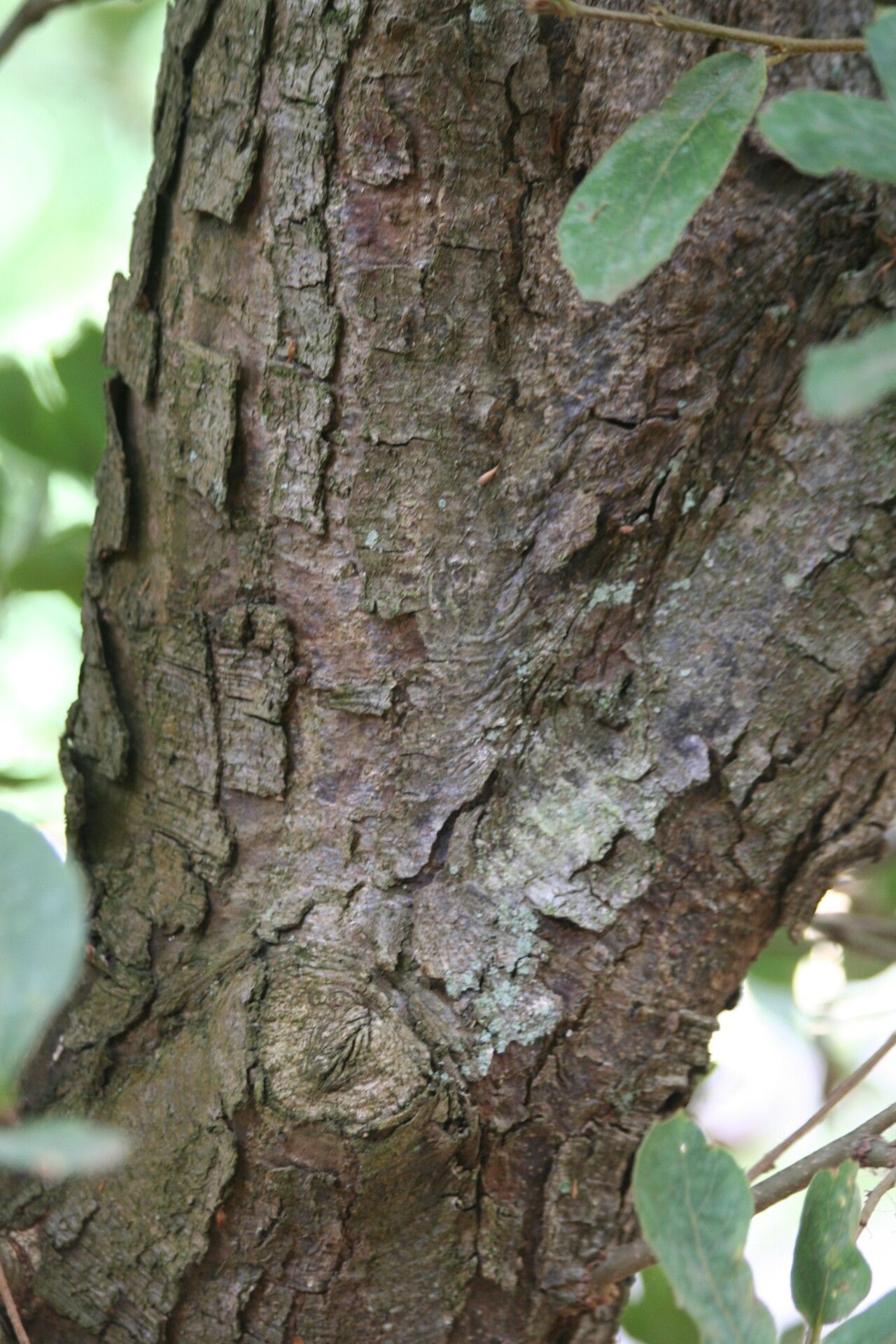 Quercus rugosa bark