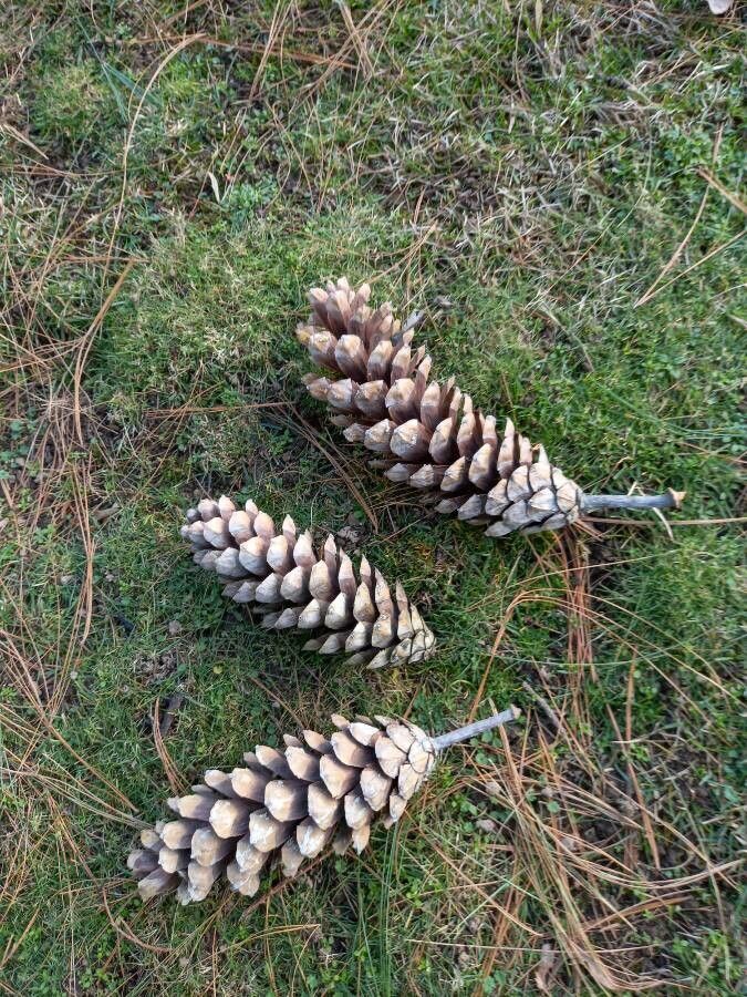 Pinus wallichiana fruit