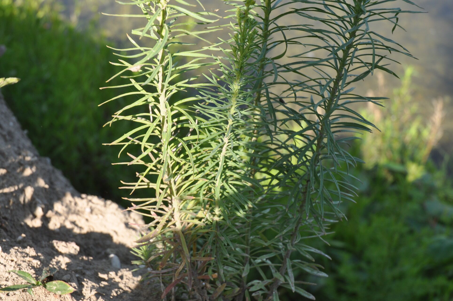 Asclepias linaria leaf