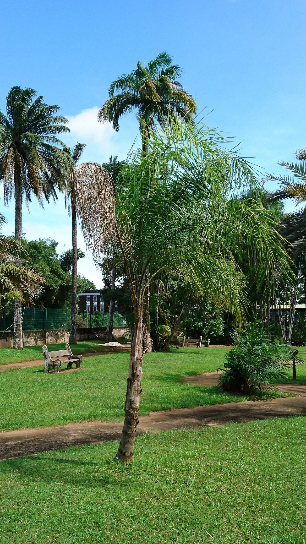 Syagrus inajai — houseplant care guide