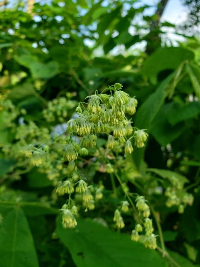 Thalictrum fendleri flower
