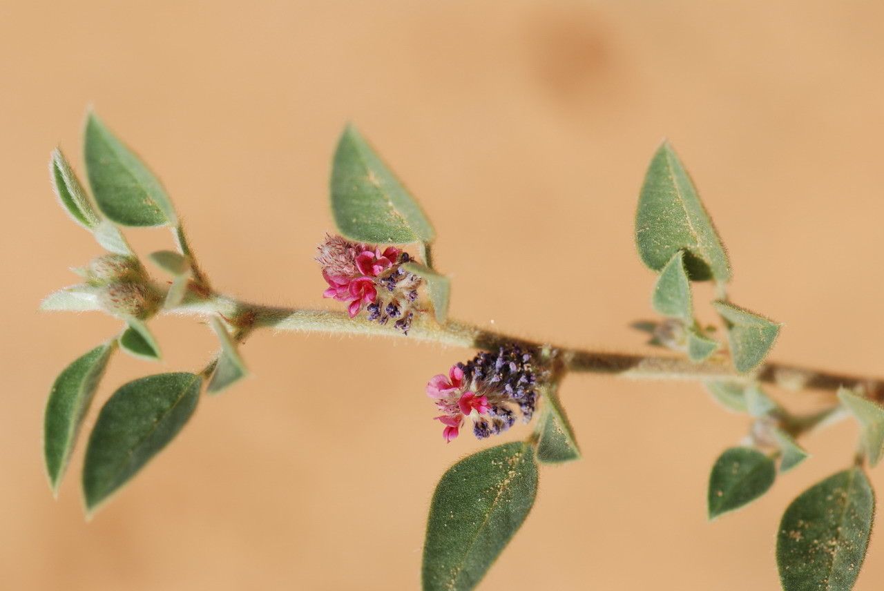 Indigofera diphylla flower