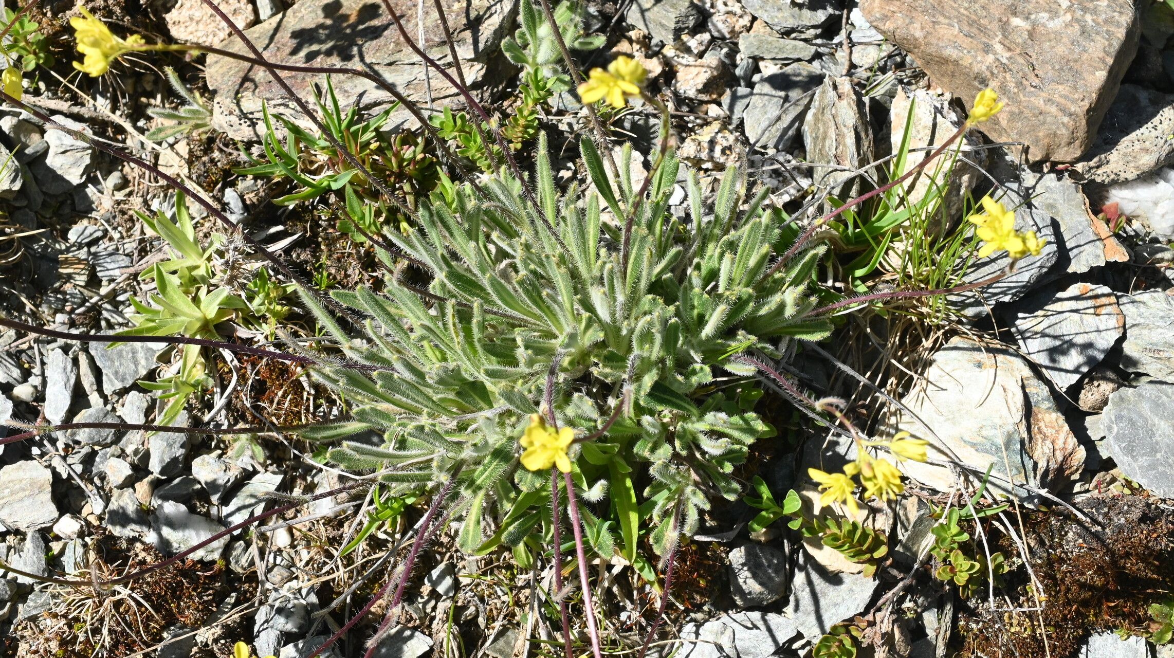 Biscutella intermedia leaf