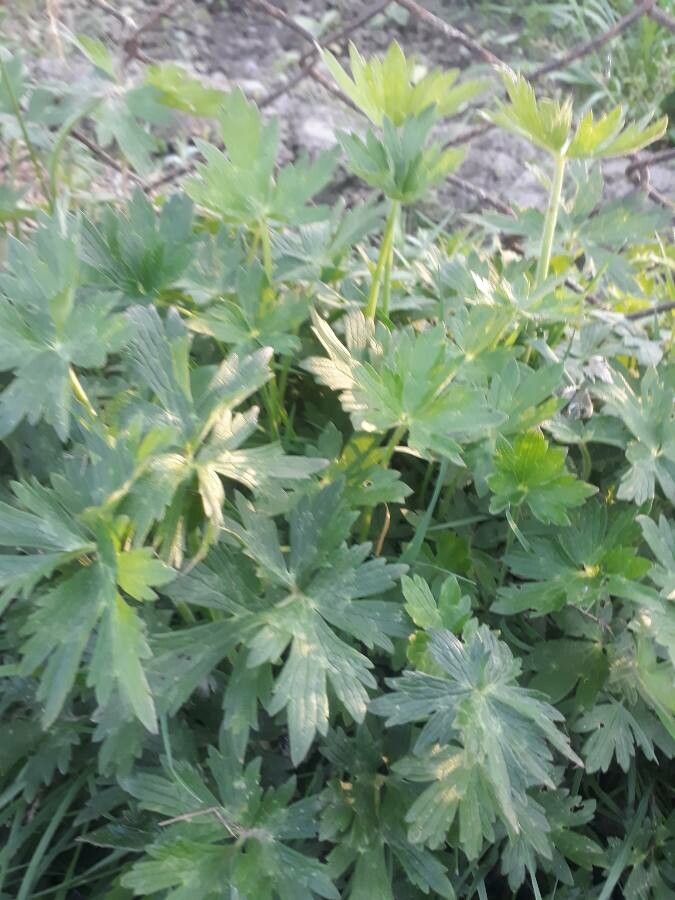 Ranunculus granatensis — houseplant care guide