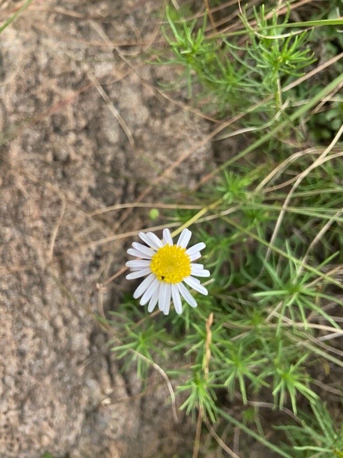 Felicia abyssinica flower