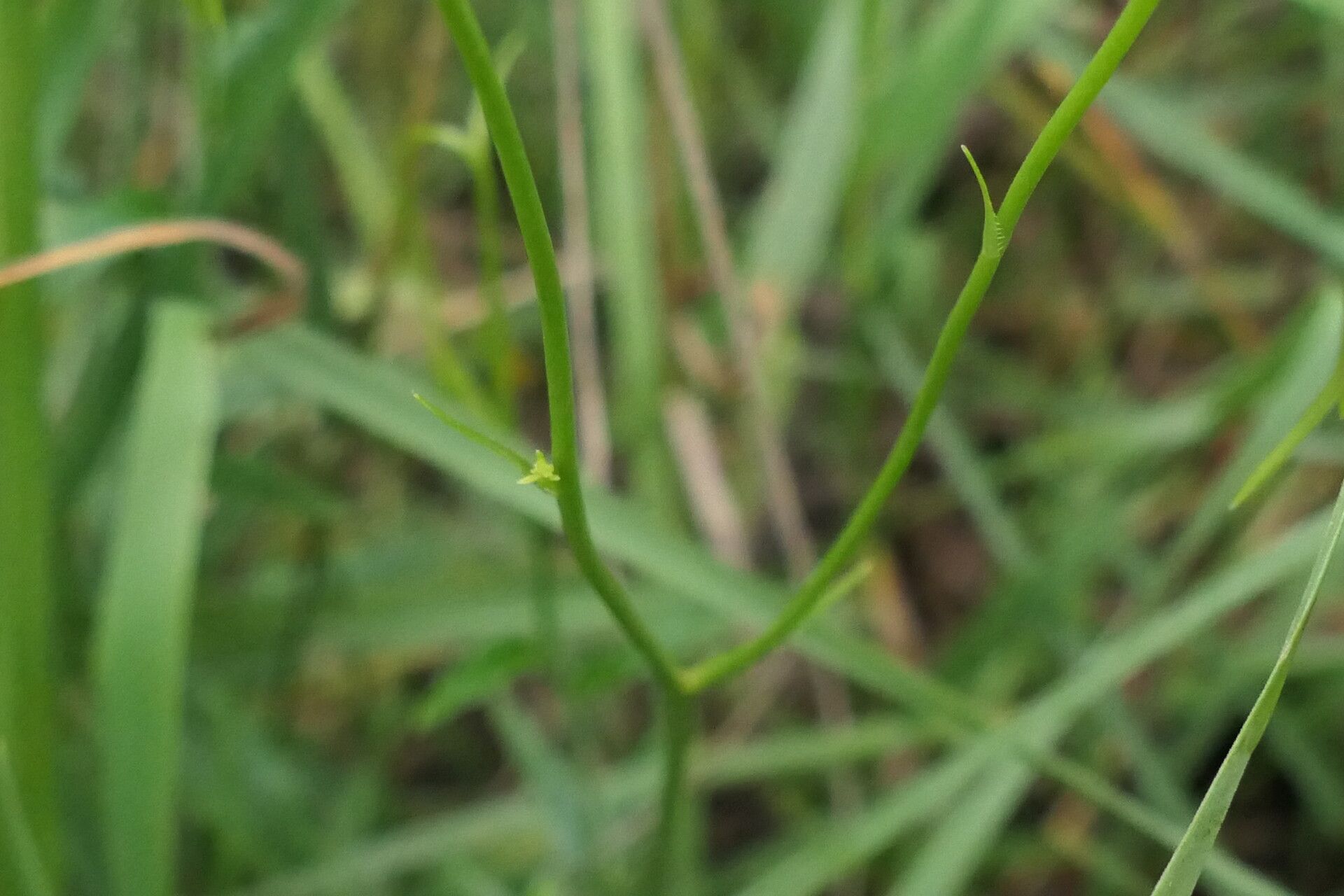 Wahlenbergia undulata bark