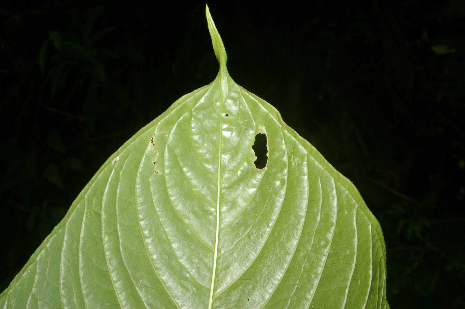Anthurium propinquum leaf