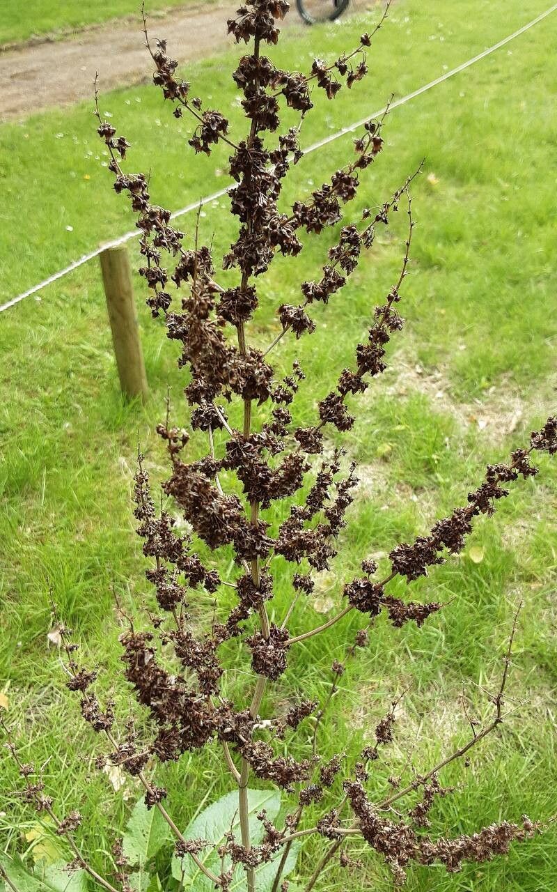 Rumex × acutus fruit