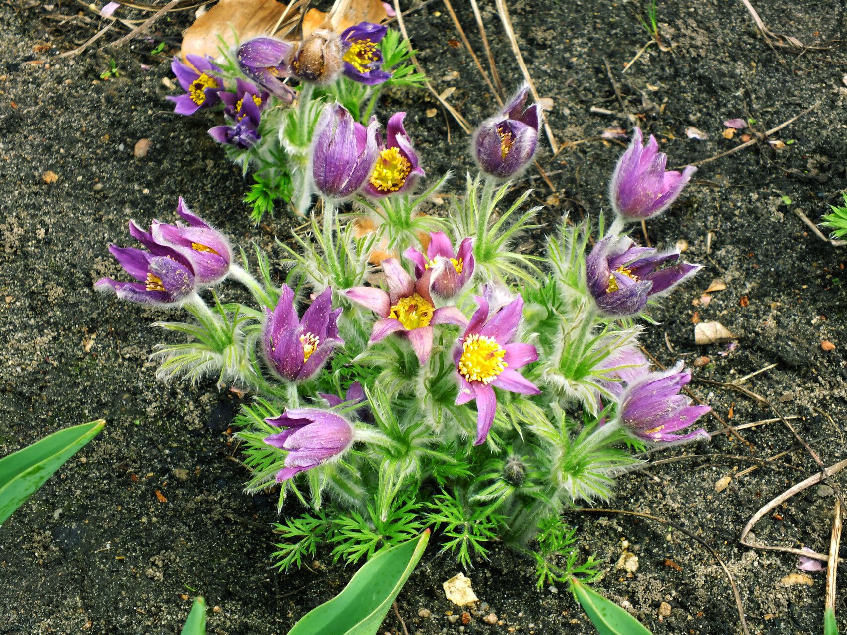Pulsatilla chinensis habit