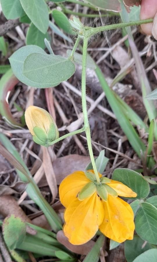 Senna pilifera flower