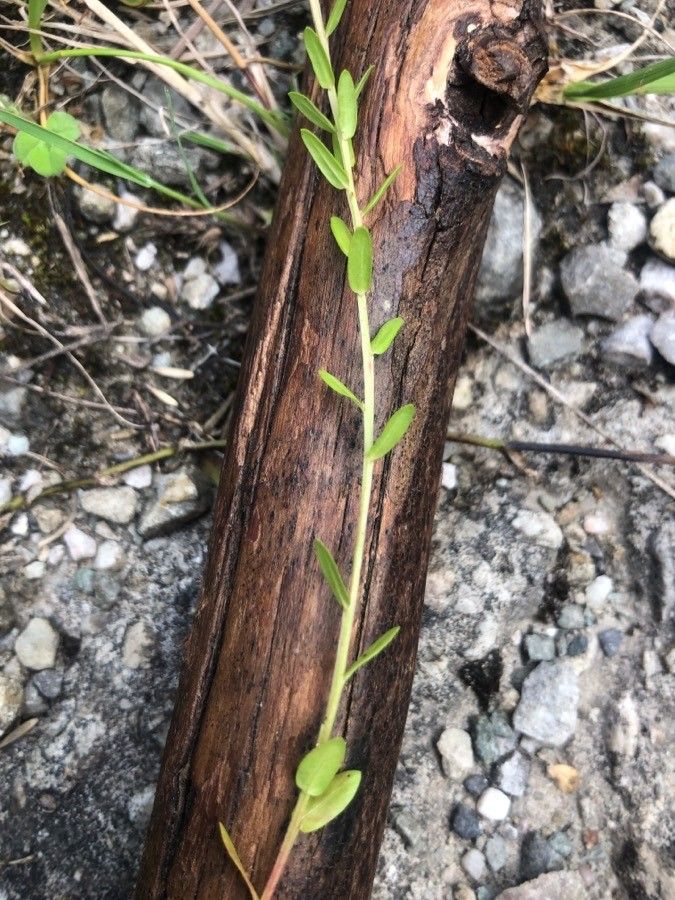 Lythrum junceum leaf