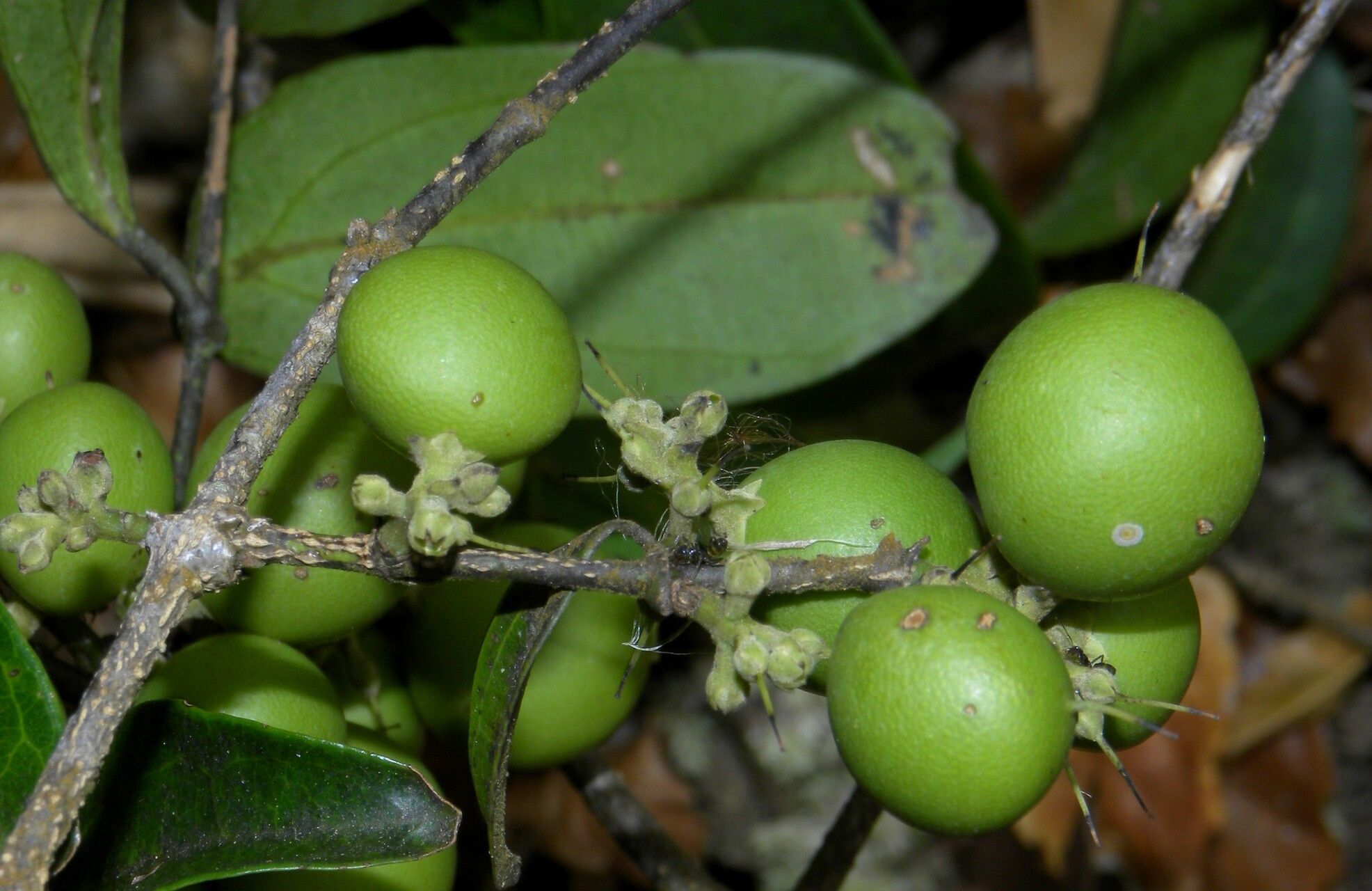 Strychnos panurensis fruit