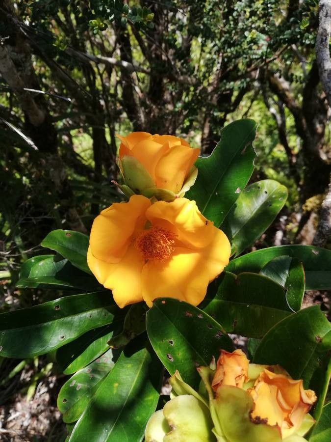 Hibbertia comptonii — houseplant care guide