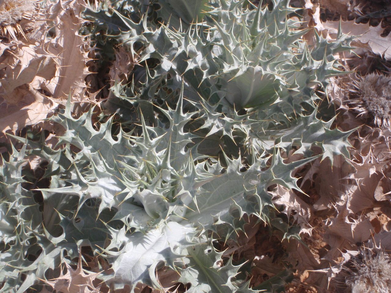 Carlina macrophylla habit
