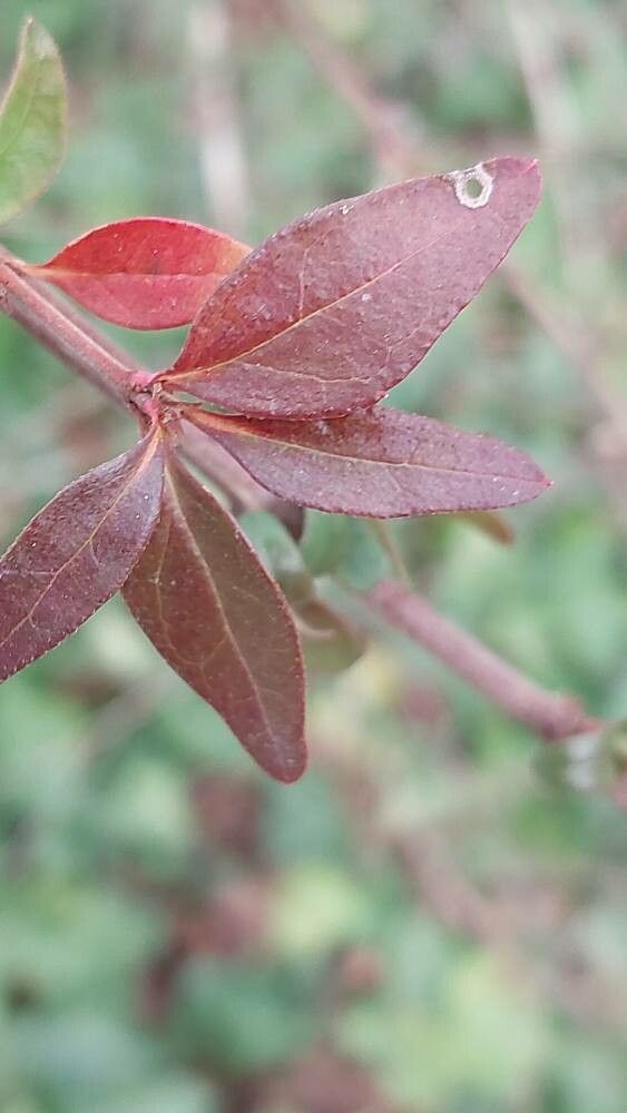 Abelia uniflora other