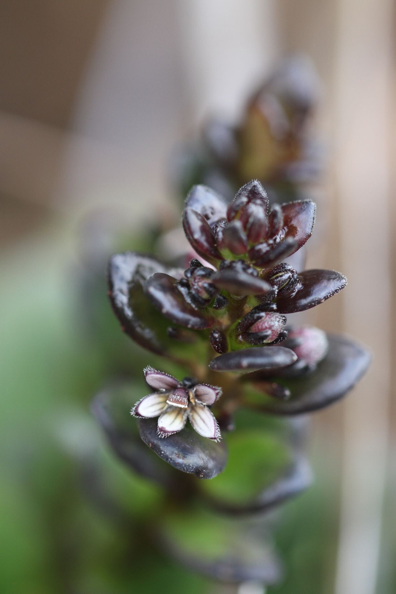 Scaevola racemigera — search result for 'Scaevola'