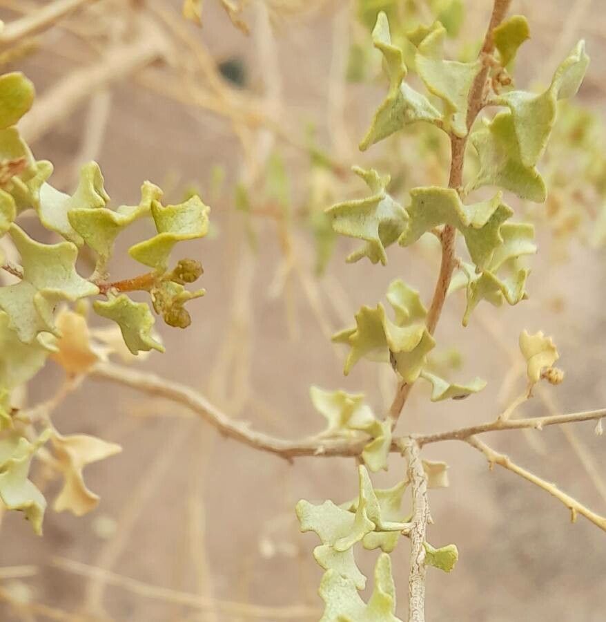 Atriplex deserticola — houseplant care guide