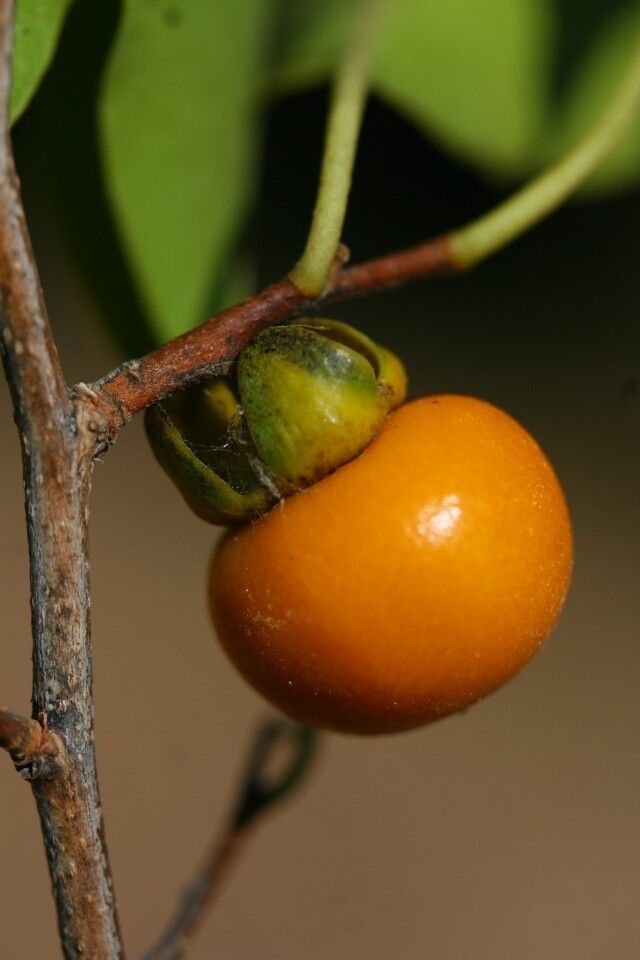 Diospyros sakalavarum — houseplant care guide