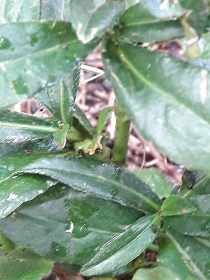 Pseudelephantopus spicatus bark