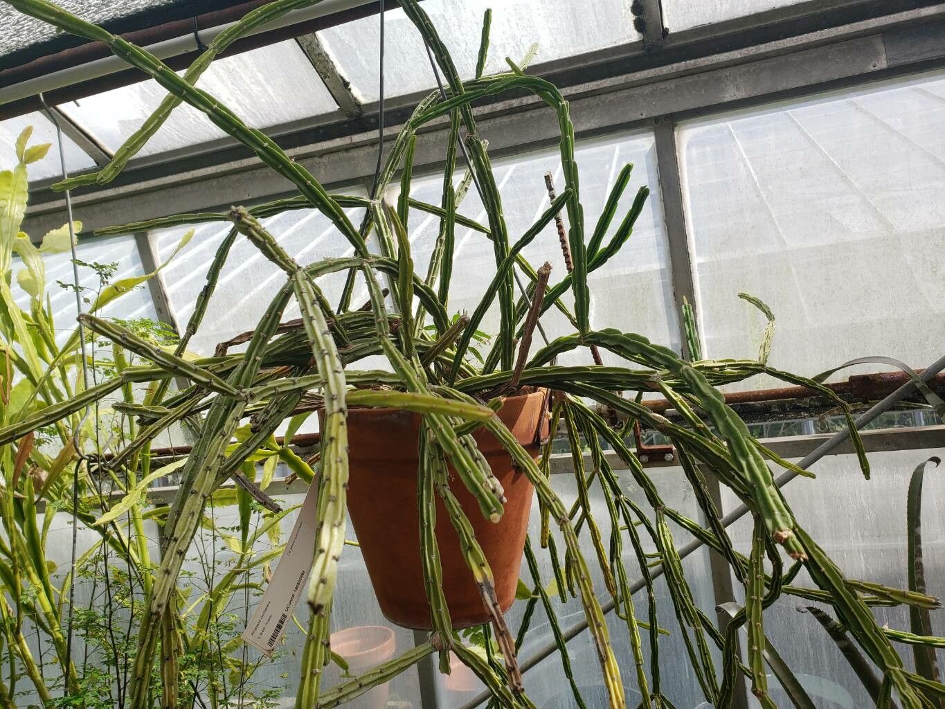 Rhipsalis pentaptera habit