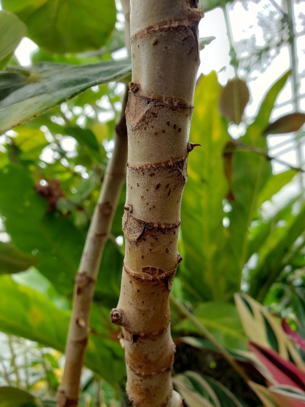 Begonia pernambucensis bark