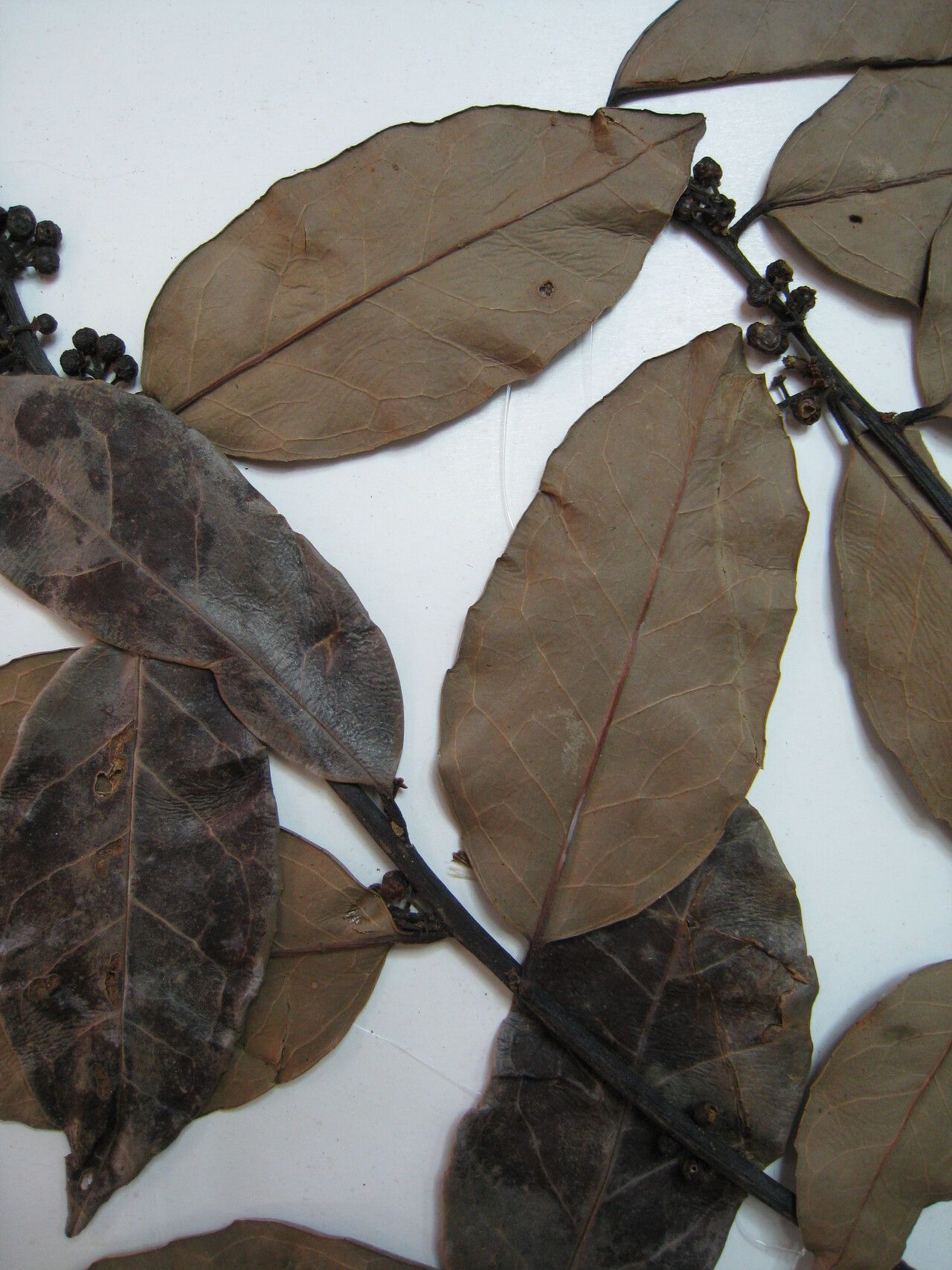 Ilex martiniana other