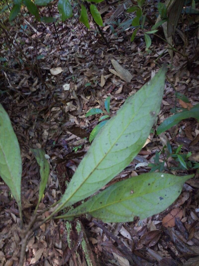 Aniba guianensis — houseplant care guide