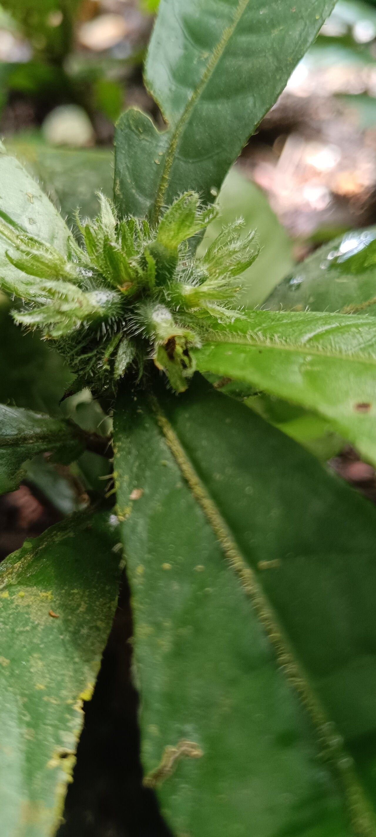 Psychotria hexamera fruit