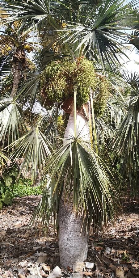 Coccothrinax spissa — search result for 'Coccothrinax'