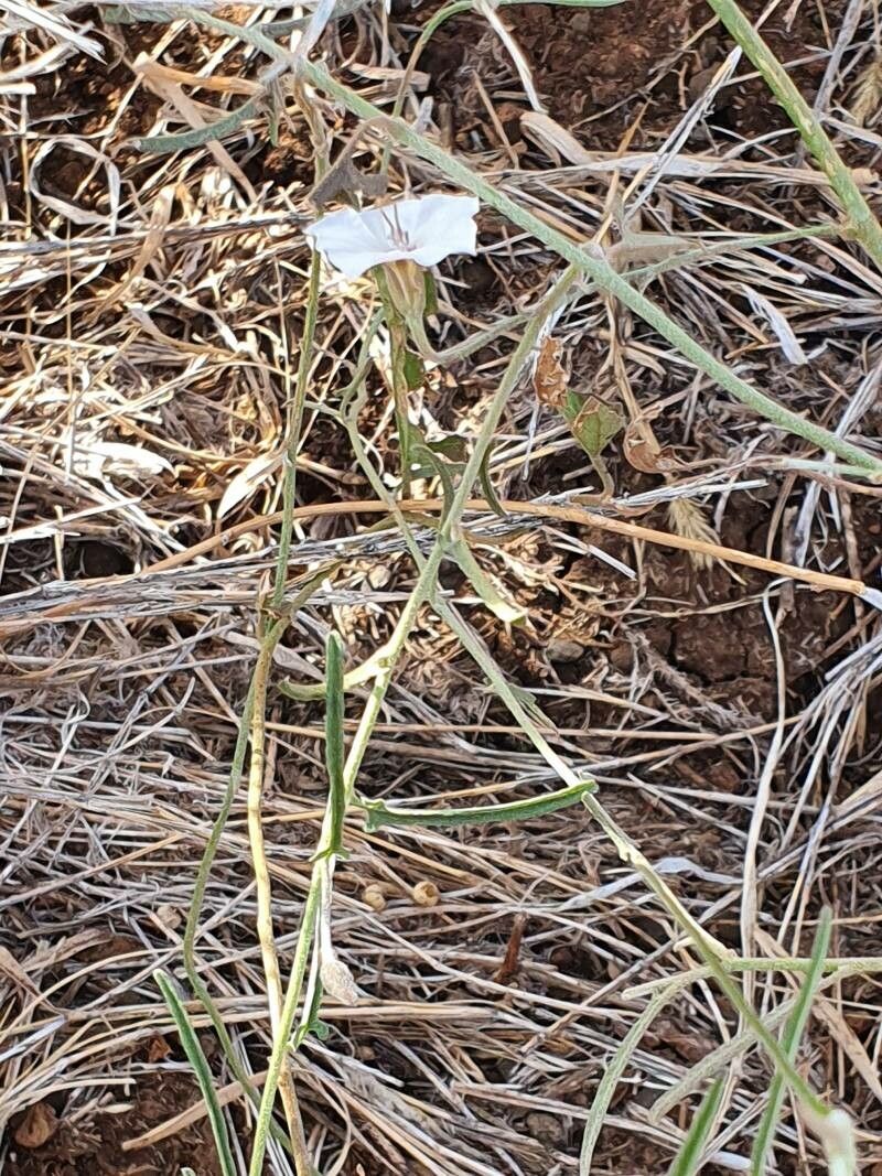 Convolvulus sagittatus — search result for 'Convolvulus'