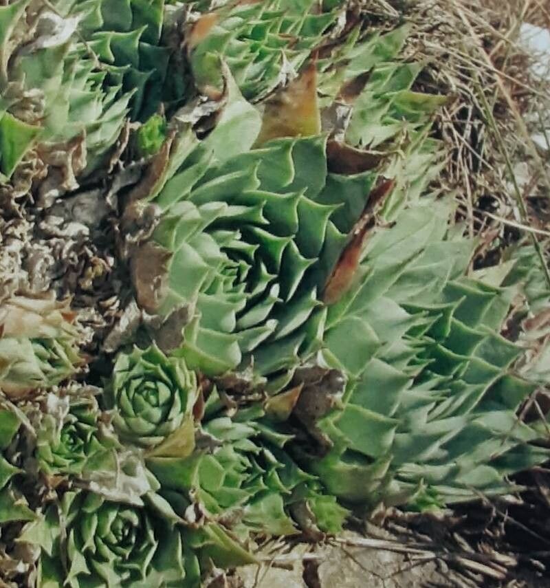 Sempervivum soculense habit