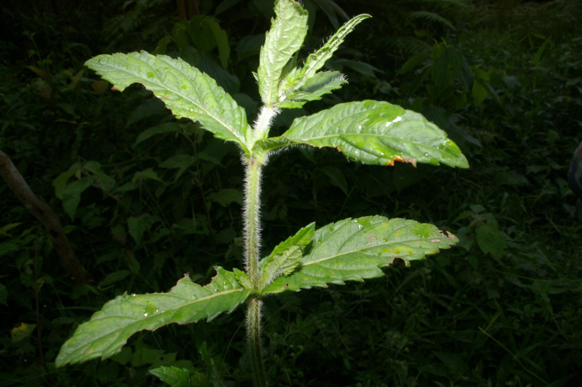Hyptis vilis leaf