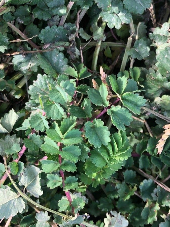 Sanguisorba minor