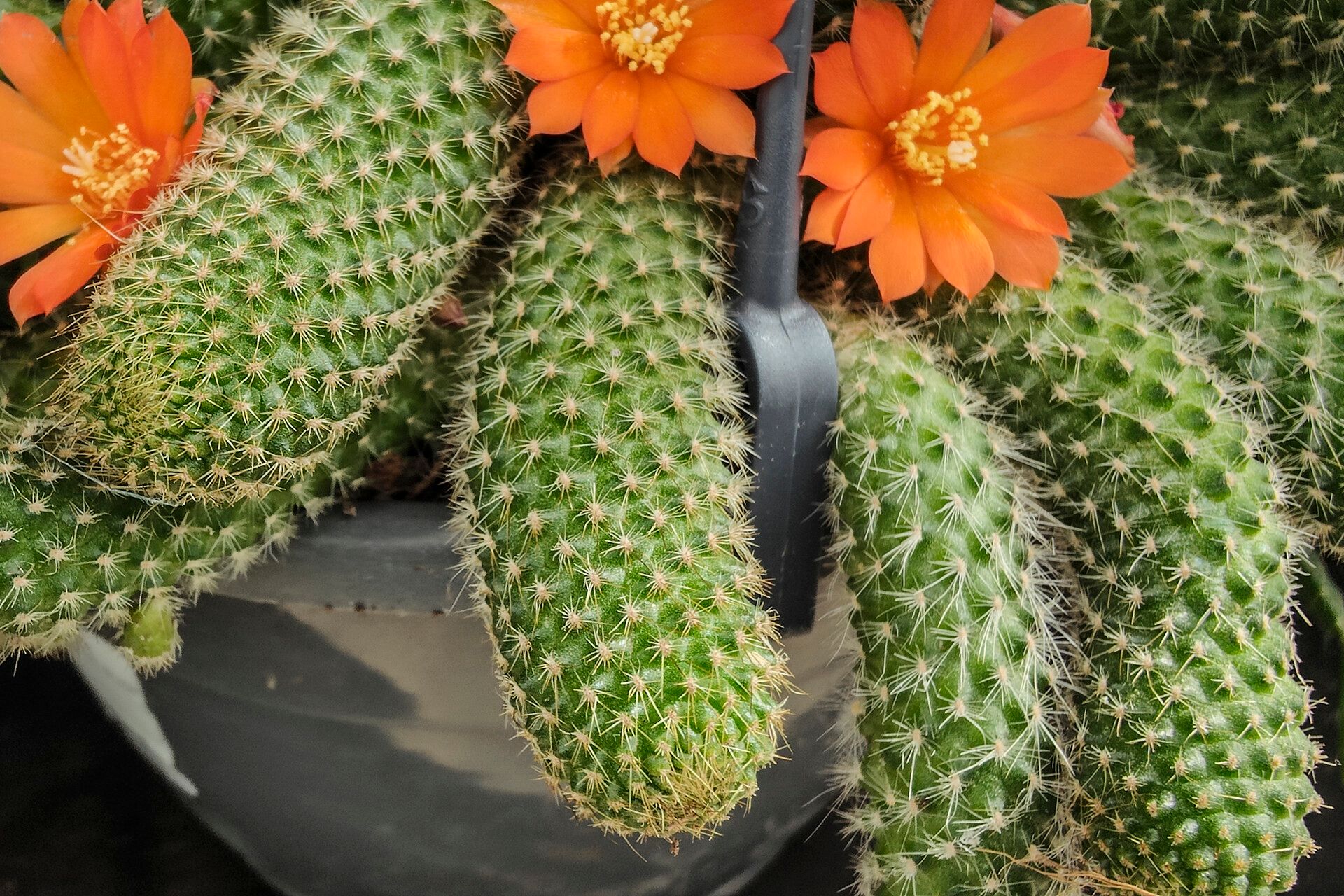 Rebutia fabrisii leaf