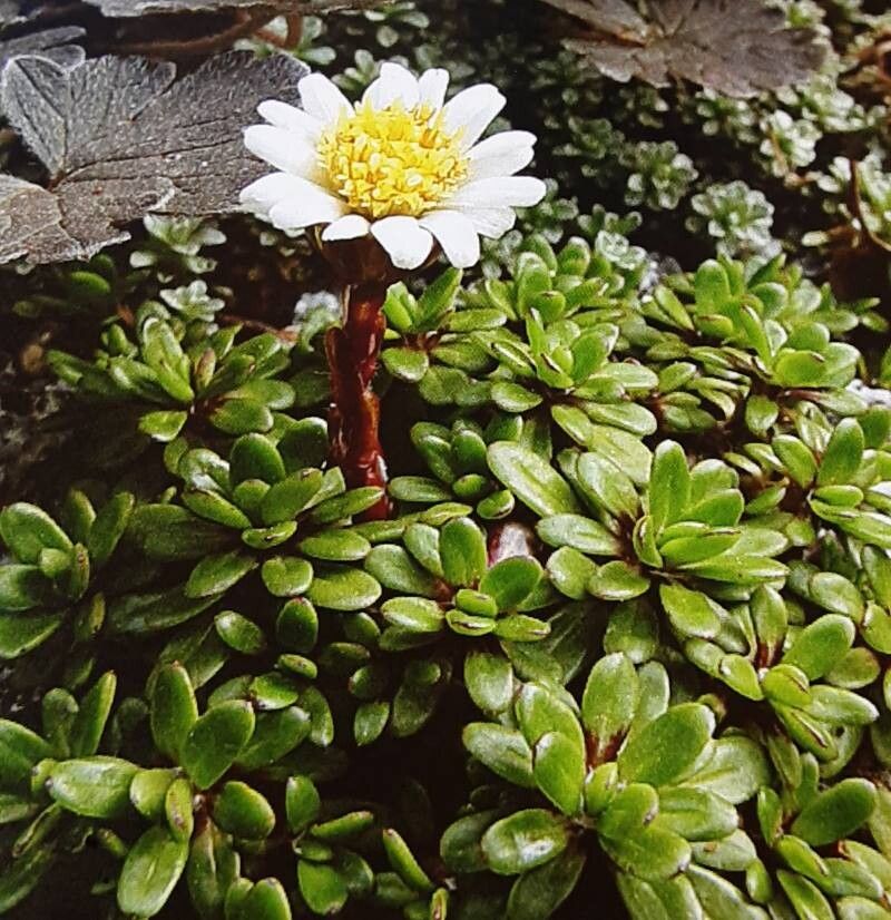 Celmisia bellidioides — related species from the same genus