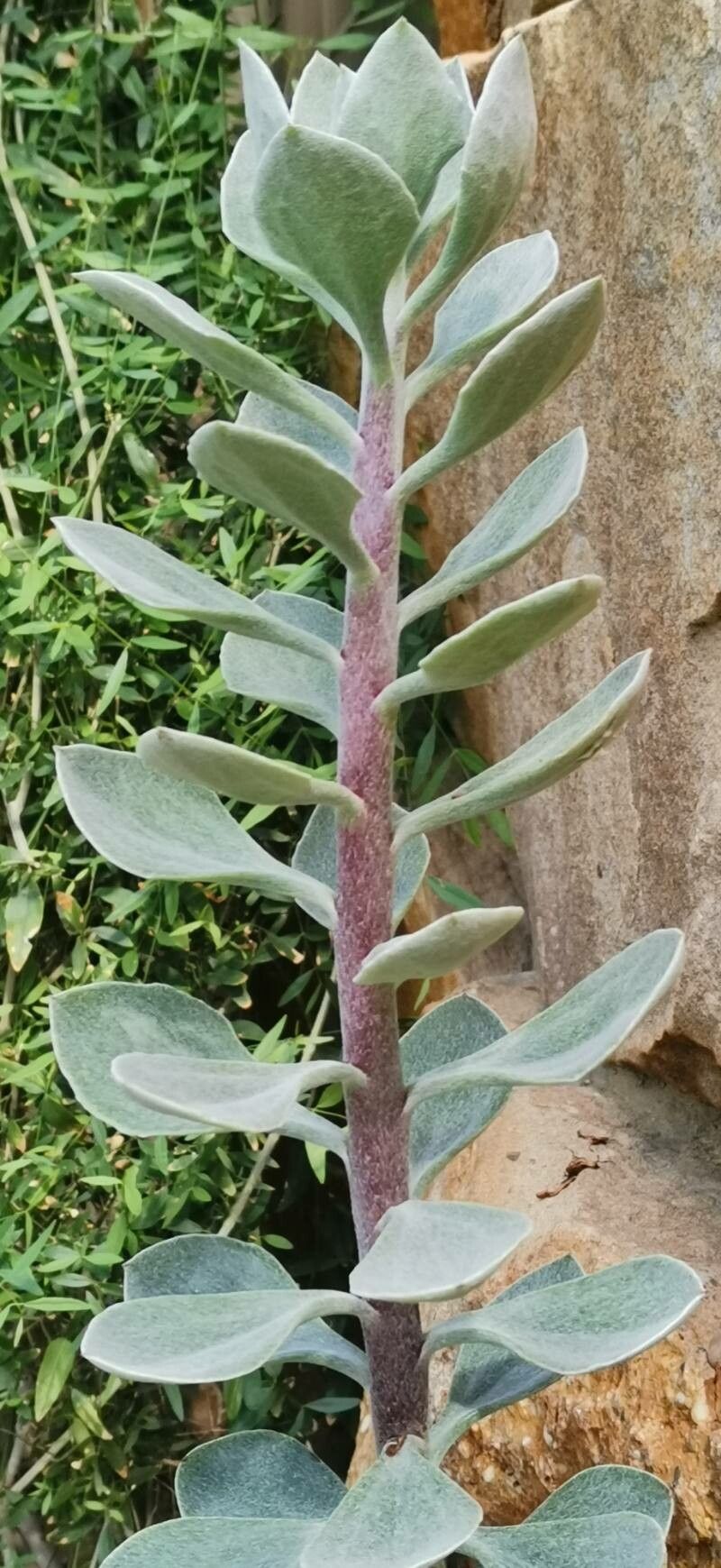 Caputia medley-woodii bark