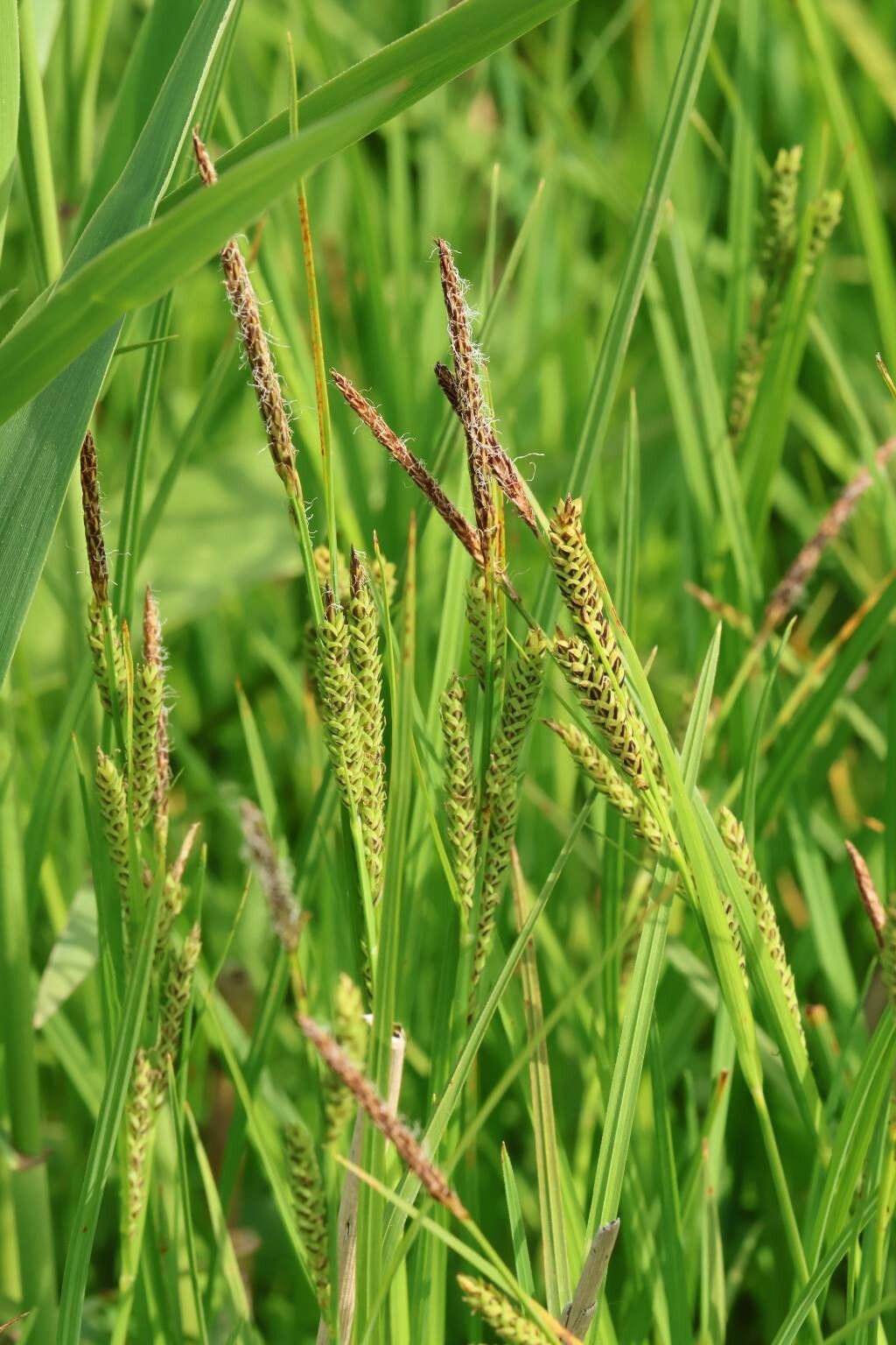 Carex cinerascens — houseplant care guide