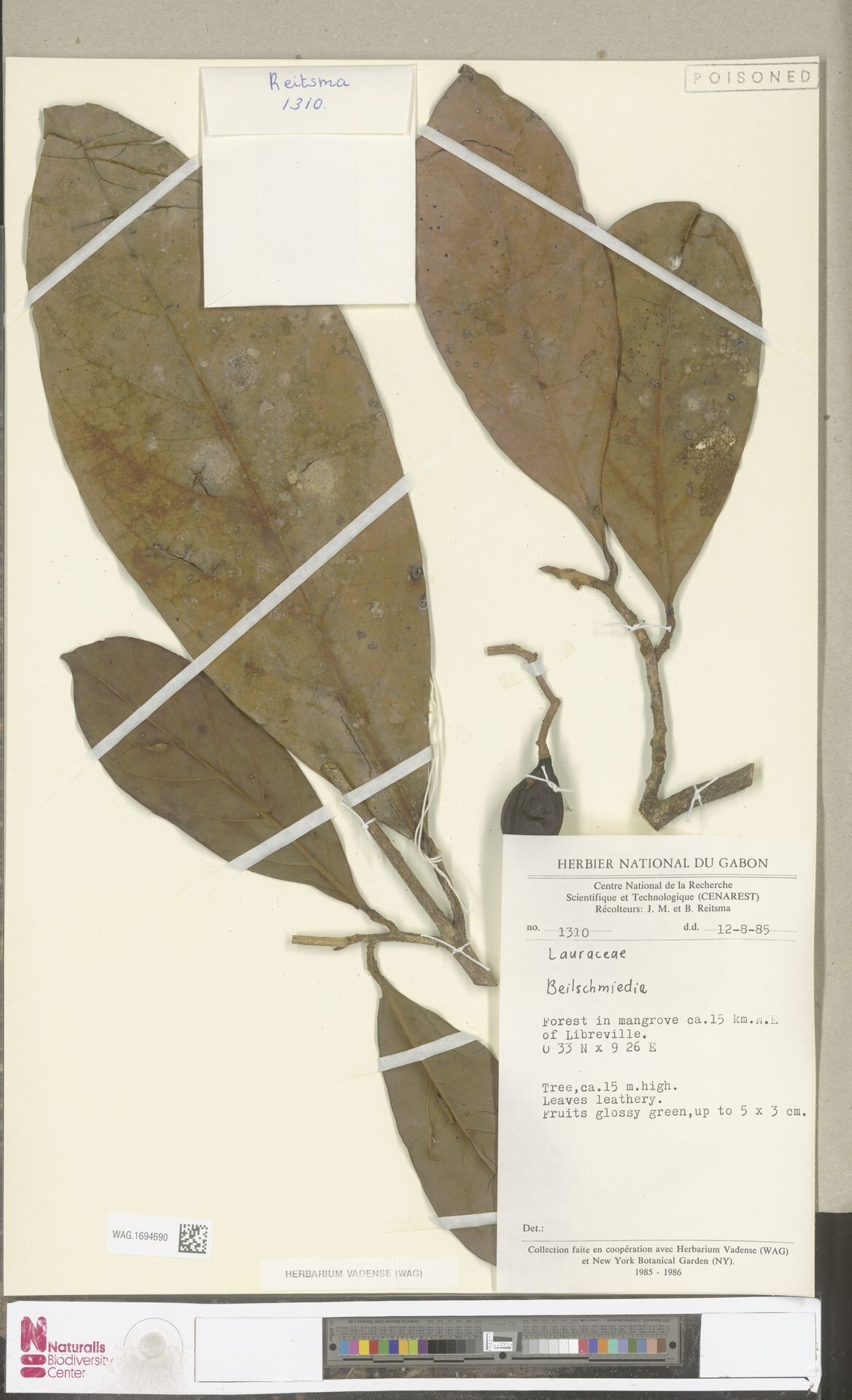Beilschmiedia pierreana — houseplant care guide