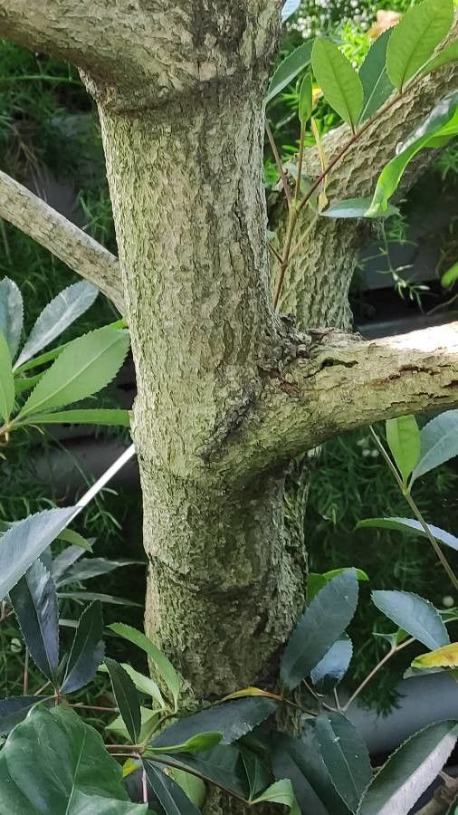 Cunonia capensis bark