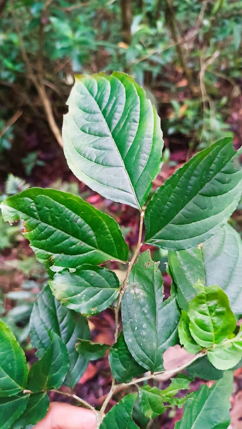 Casearia tachirensis — houseplant care guide