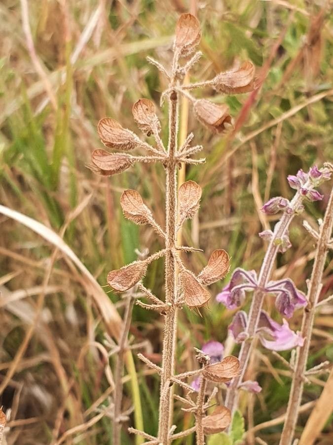 Orthosiphon parvifolius fruit