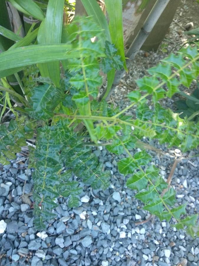 Comocladia dodonaea — search result for 'Anacardiaceae'