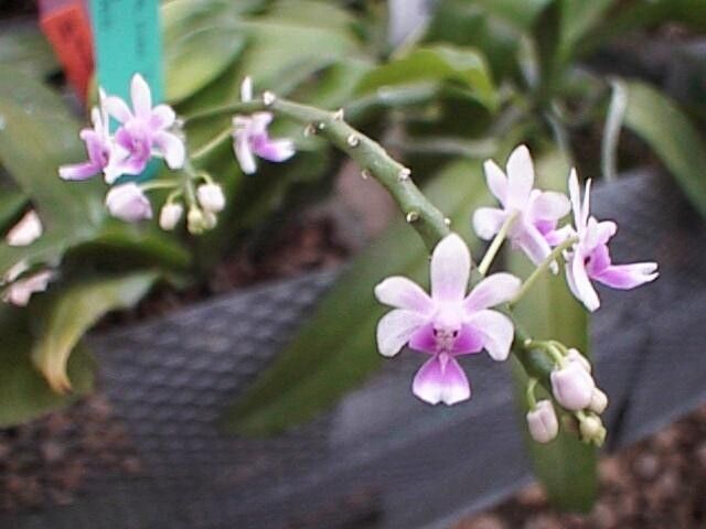 Phalaenopsis deliciosa flower
