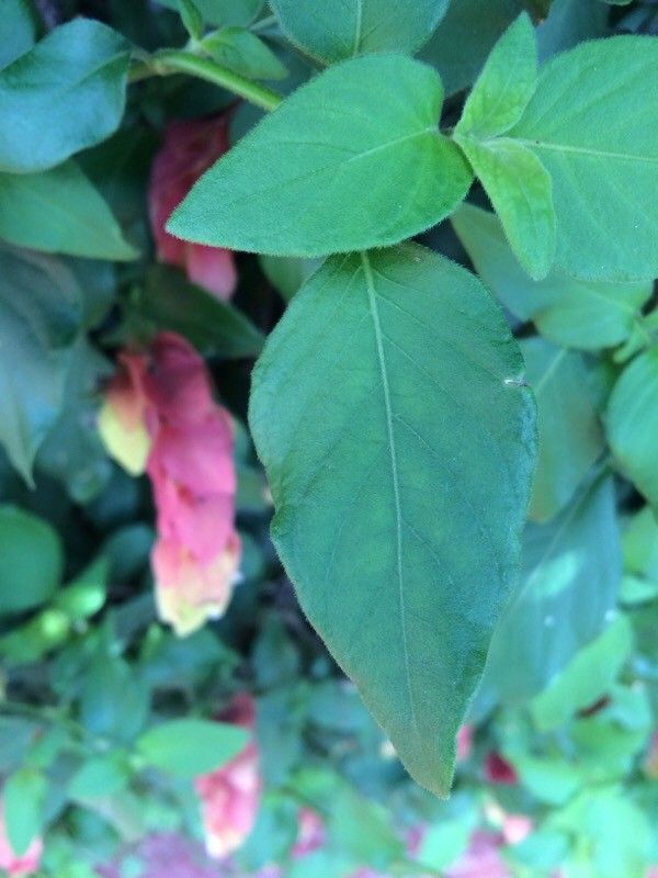 Justicia brandegeana leaf