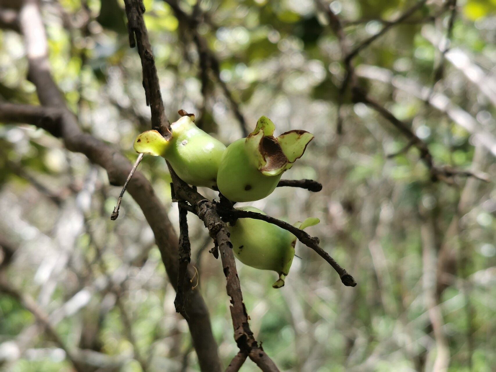 Eugenia lucida fruit