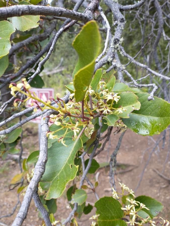 Apodytes clusiifolia flower