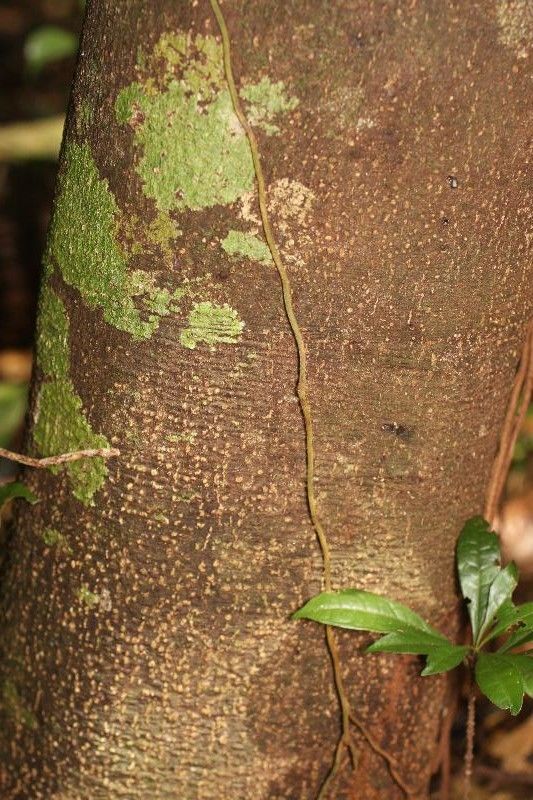 Lacmellea aculeata bark