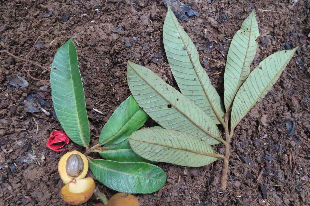 Virola koschnyi leaf