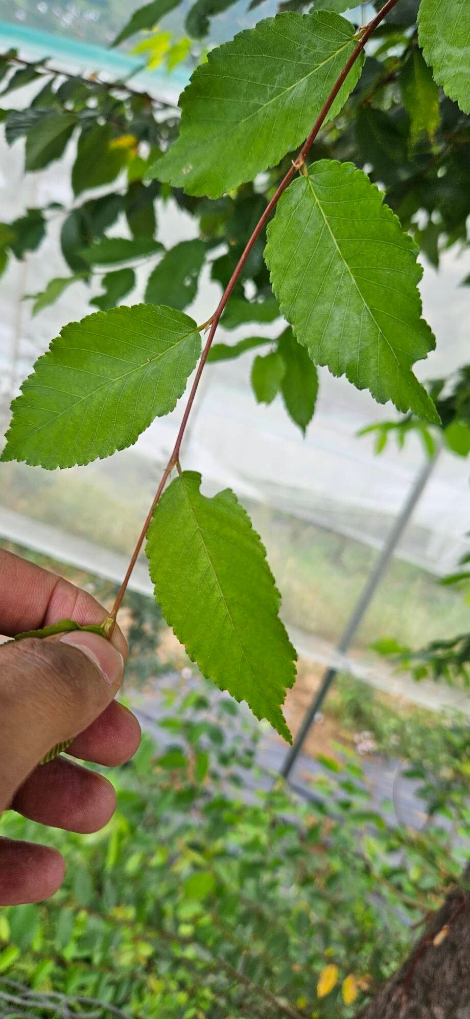 Ulmus wallichiana — search result for 'Ulmus'