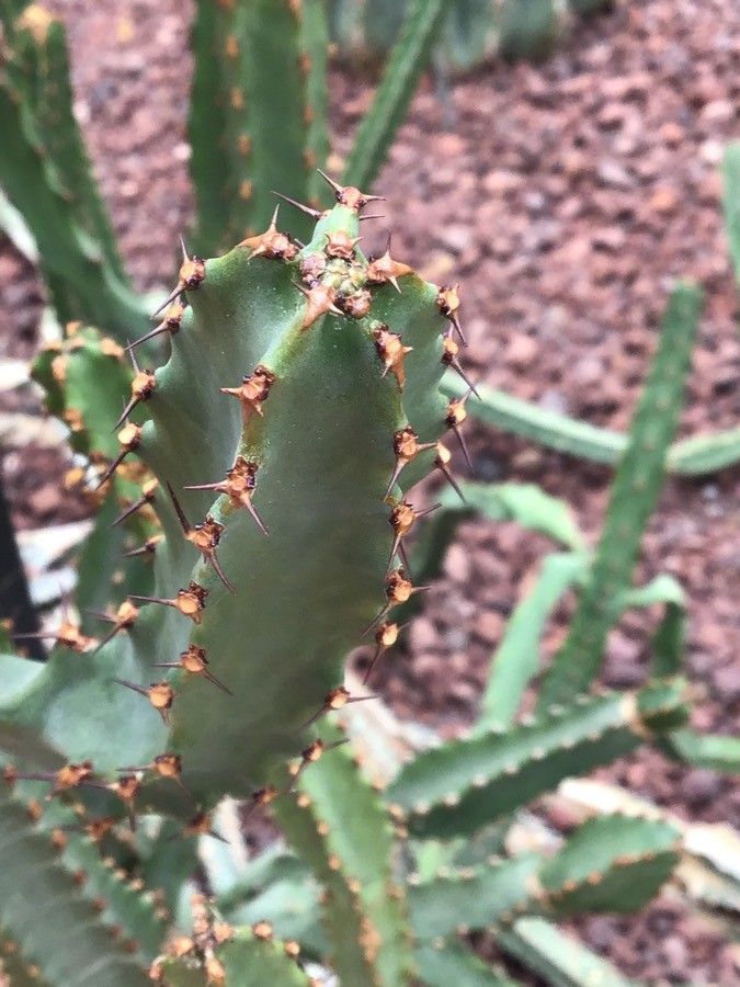 Euphorbia ledienii leaf